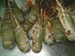 Best Quality Lobster