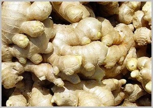 best Quality Natural Farmer Shell Ginger