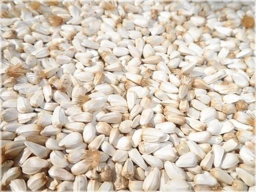 Best Quality Safflower Seed Exporter