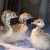 Import Best sales Ostrich Chicks / Fertilized Ostrich eggs / Mature Ostrich Birds For Sale from China