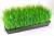 Import CHIN-UP Plant Growing Trays (with Drain Holes) - 20&quot; x 11&quot; For Wheatgrass &amp; More - Soil or Hydroponic from China