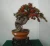 Import Chinese classic bonsai plant Pyracantha fortuneana (Maxim.) Li for sale from China