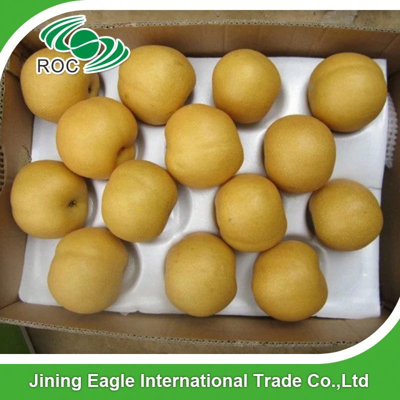 Chinese fresh sweet fengshui pear in competitive price