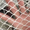 Chinese nylon material pheasant netting net to catching bird dog catching net