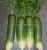Import Chinese vegetable Non Pollution Green Turnip from China