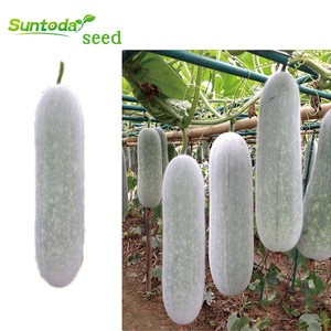 Chinese vegetable white chiqh gua wax melon seeds