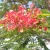Import Delonix regia Tree Decoration Plant Decors Natural Plant Tropical from China