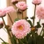 Import Factory Hot Sell 3 leads Artificial Gerbera Daisy Silk Flowers For Home Decoration from China
