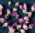 Import Factory Supply high quality dried rose buds petals rose flowers for tea from China