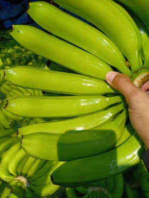Fresh Bananas Green Cavendish Banana Suppliers  Holland, U.A.E, Dubai Cheap Fresh Bananas Delmonte