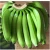 Import Fresh Cavendish Banana from China