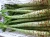 Import Fresh Chinese Vegetable Asparagus Lettuce And Oilseed Rape On Hot Sale from China