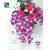 Import Fresh Dendrobium Sonia Orchid Cut Flower From Thailand from Thailand