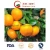 Import Fresh First Quality Navel Orange Supplier from China