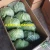 Import FRESH GREEN CABBAGE from Vietnam