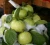 Import Fresh Guava Supplier from South Africa