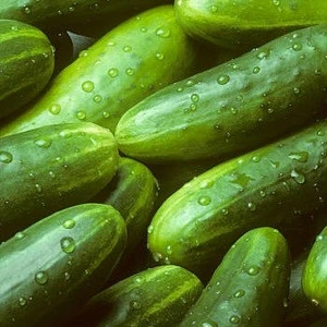 Fresh Organic High quality Cucumber for sale