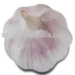 Fresh Red Garlic