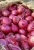 Import Fresh Red Onion Export Quality from Pakistan