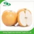 Fresh sweet Chinese white pulp fengshui pears