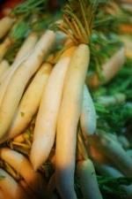 fresh vegetable-radish