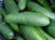 Import Fresh Vegetables Cucumber for sale from Philippines