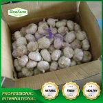 Fresh vegetables garlic normal white newest crop supplied by China garlic supplier Sinofarm not Egypt garlic