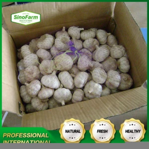 Fresh vegetables garlic normal white newest crop supplied by China garlic supplier Sinofarm not Egypt garlic