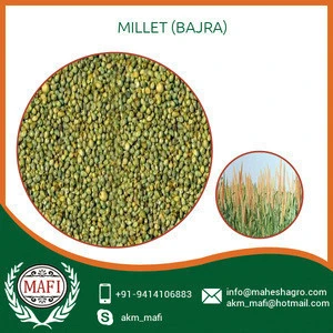 Good Quality best Price Millet for Wholesale Buyer
