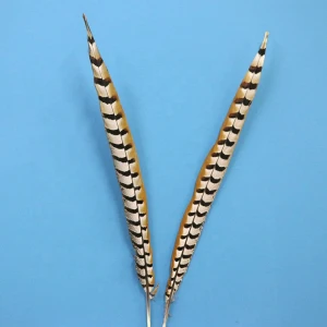 Good quality factory directly 60-65cm pheasant feathers to decoration Carnival Feather Reeves Pheasant Tail feathers