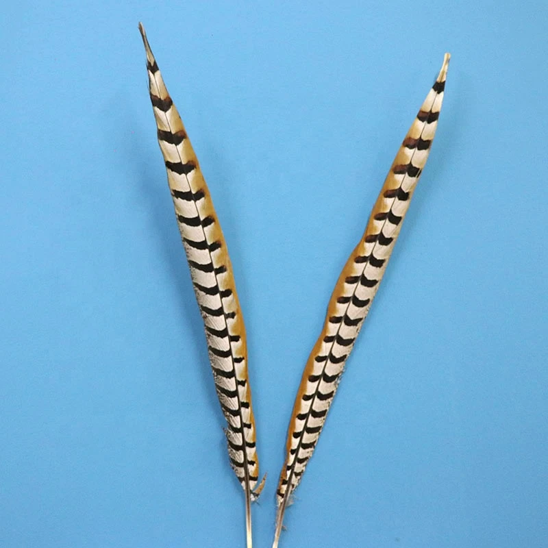 Good quality factory directly 60-65cm pheasant feathers to decoration Carnival Feather Reeves Pheasant Tail feathers