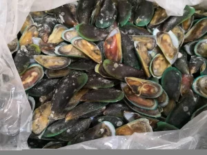 Good Sale Seafood Shell Fish Frozne Green mussel meat