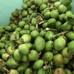 Green coconut 2018