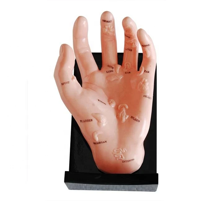 Hand Model Illustrating Organs on the Points Hospital medical school teaching training anatomical model BC1126-11