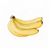 High Quality Certified Fresh Cavendish Bananas and Indian Banana with competitive price