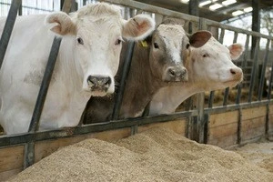 High Quality Cheap Barley For Animal, Human Consumption