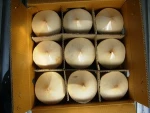 High quality Fresh Coconut from Vienam