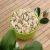 Import High quality natural fresh hand peeled large grain pistachios from China