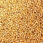 High Quality Sorghum For sale