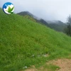 High Quality Tall Fescue Elata Festuca Arundinacea Schreb Seeds  Grass Seeds For Slope Protection