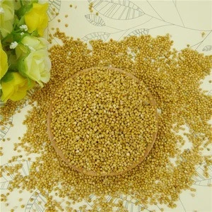 High quality yellow millet for sale with reasonable price and fast delivery !!