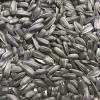 Hot sales price better price wholesale organic sunflower seeds favotit