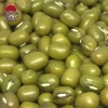 Hot small mung bean prices prime quality fresh new crop common cultivation sprouting green beans