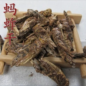 huang chong Pet Food Edible Insect Mealworm fresh locust