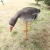 Import Hunting Equipment Duck Decoys Collapsible Foam Goose Decoy Feeder from China
