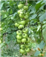hybrid vegetable seeds high yield quality tomato seeds