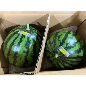 Japan exporting summer sweet water melon fresh fruit  big melon