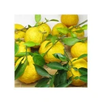 Japanese fresh 100% yuzu juice drink good for health