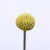 Import Kunming Wholesale Fresh Cut Flower Exporters for Wedding Car and Wreath Craspedia Billy button Balls from China
