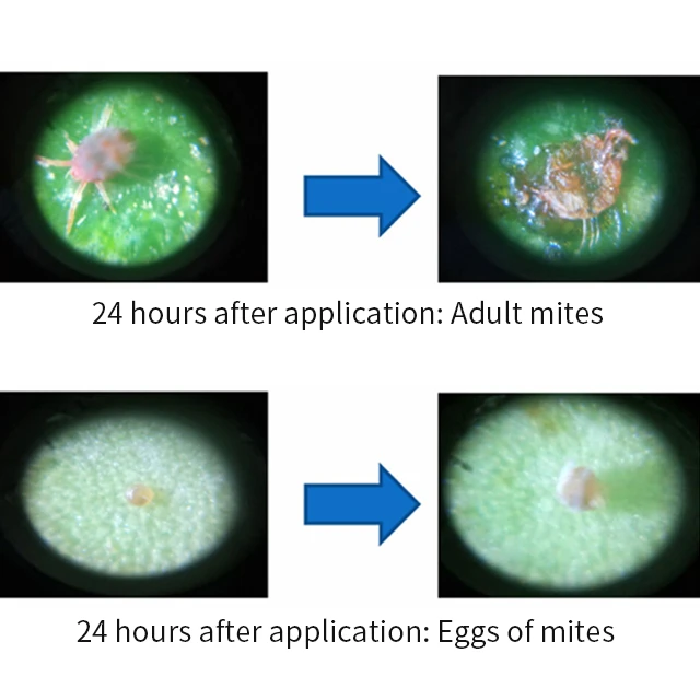 Liquid Humato Potassium Humate Granular Zinc Chelated Potash Humic Acid Micronutrient Fertilizer Bio fertilizer